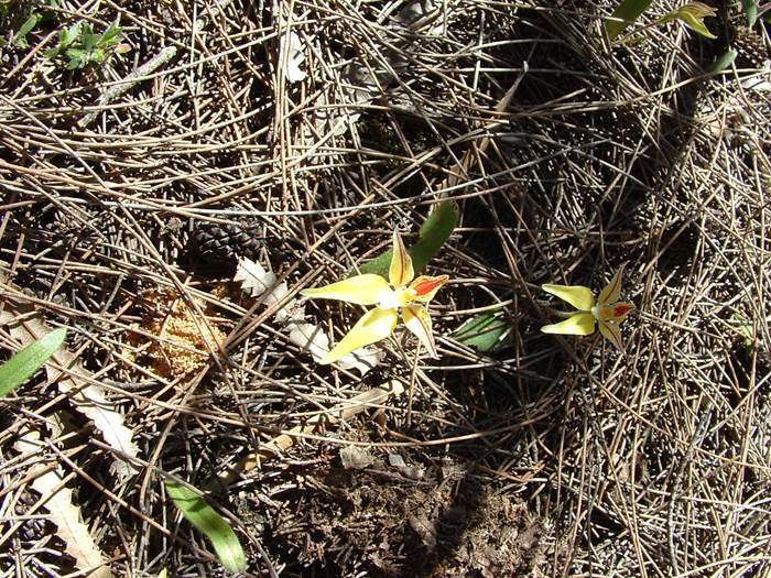 Caladenia - orchidaceae_cowslip6.jpg